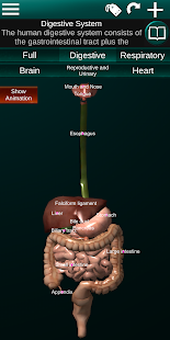 Órganos 3D (anatomía)